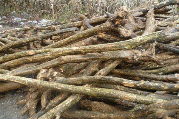 �ҹ���Ӳ��ľͷ������� ��̴ľ��;�ǳ��Ĺ㷺