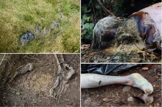 ������ʬũ����Ƶ��ô���� ʬ��ũ���Ǹ�ʲô��