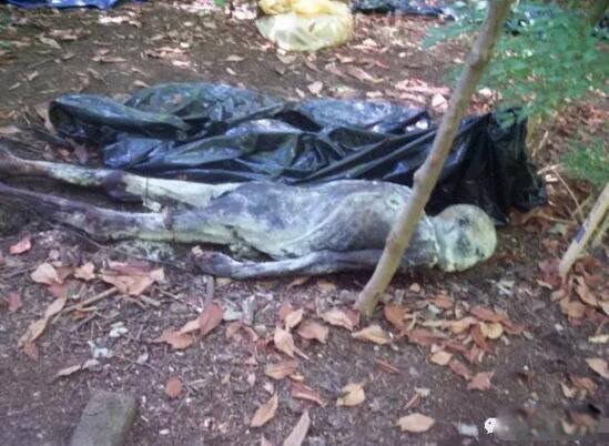 ������ʬũ����Ƶ��ô���� ʬ��ũ���Ǹ�ʲô��