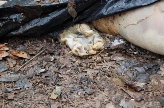 ������ʬũ����Ƶ��ô���� ʬ��ũ���Ǹ�ʲô��