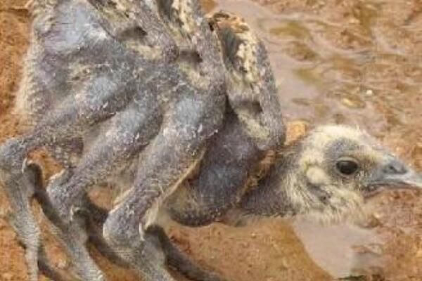 ���뿴֩�뼦����Ƭ ֩�뼦���׳�ʲô����