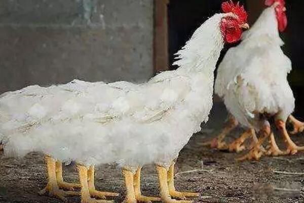 ���뿴֩�뼦����Ƭ ֩�뼦���׳�ʲô����