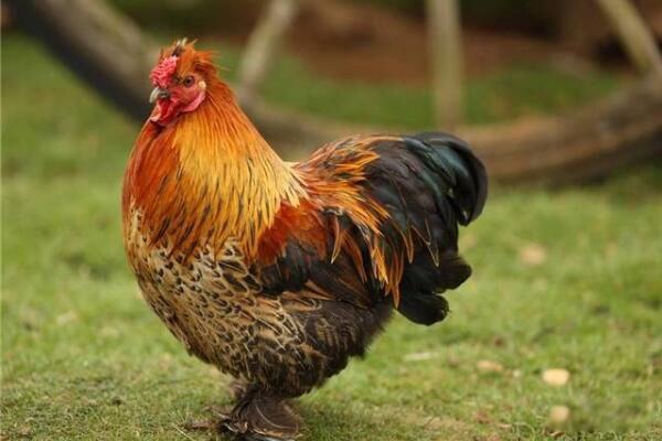 ���뿴֩�뼦����Ƭ ֩�뼦���׳�ʲô����