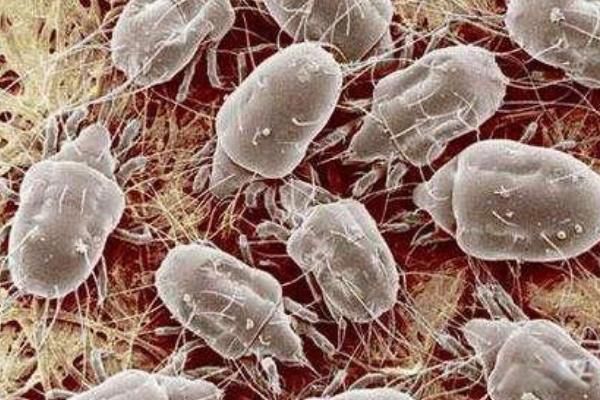 ��������ʲô����ͼƬ ����������ô�����,��ôȥ��