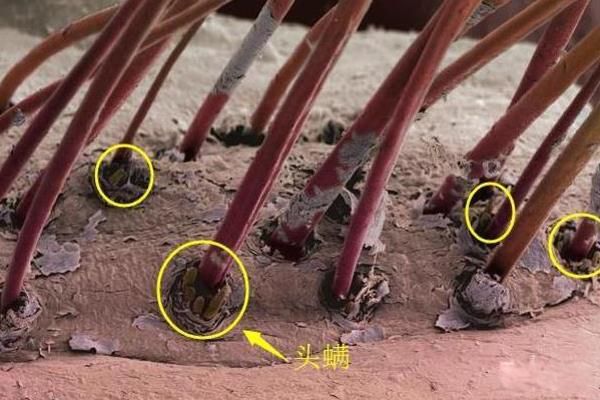 ��������ʲô����ͼƬ ����������ô�����,��ôȥ��