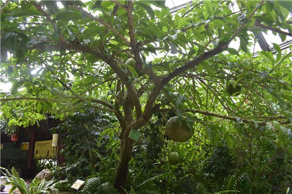 �ڵ������ͼƬ �ڵ�����������һ����