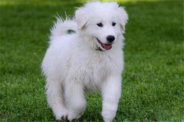 С����Ȯ��ʲô���� С����Ȯ����Ǯһֻ