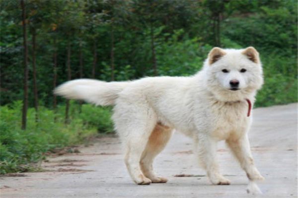 С����Ȯ��ʲô���� С����Ȯ����Ǯһֻ