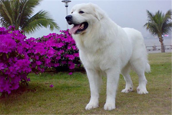 С����Ȯ��ʲô���� С����Ȯ����Ǯһֻ