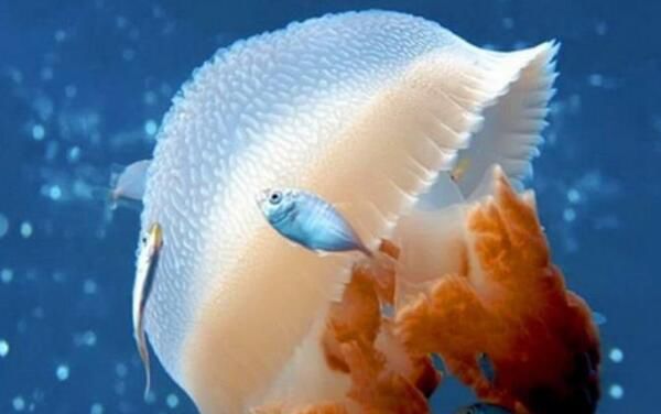 ����ˮĸ��ʲôˮĸͼƬ ��������������ˮĸ�ж೤���