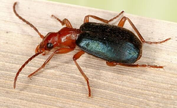 ���ڲ�������滹�Ǻ��� ���ڲ��׶��������˺���