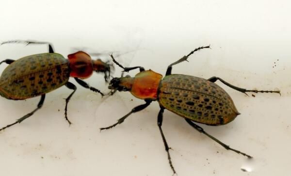 ���ڲ�������滹�Ǻ��� ���ڲ��׶��������˺���