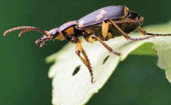 ���ڲ�������滹�Ǻ��� ���ڲ��׶��������˺���