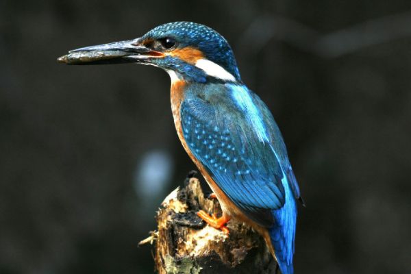 ��ͨ������ʲô�� ��ͨ���������ϰ��