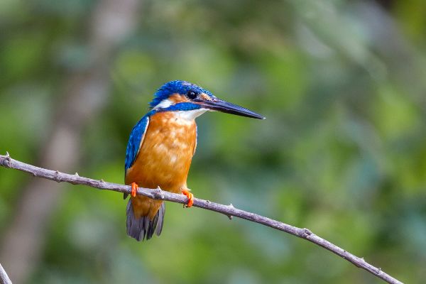 ��ͨ������ʲô�� ��ͨ���������ϰ��