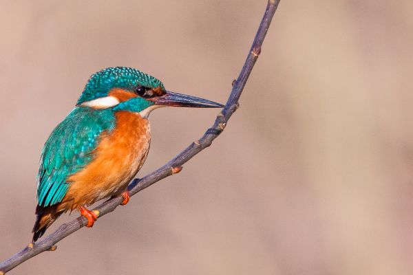 ��ͨ������ʲô�� ��ͨ���������ϰ��