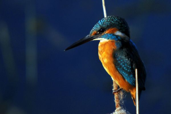 ��ͨ������ʲô�� ��ͨ���������ϰ��