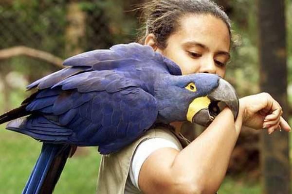 紫蓝金刚鹦鹉图片有多大 紫蓝金刚鹦鹉是几级保护动物