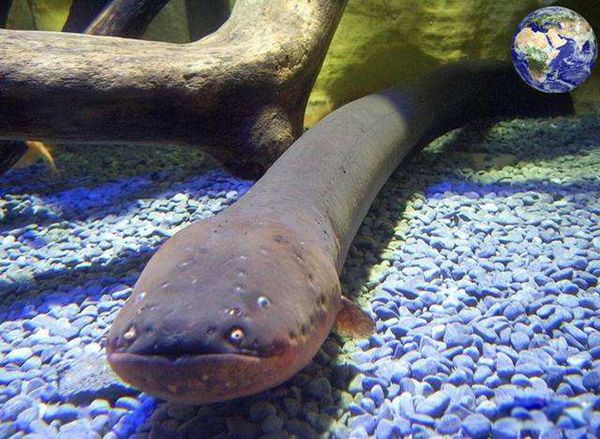 ����Ϊʲô��ŵ��ܵ������� �����ŵ���߿ɴ���ٷ�