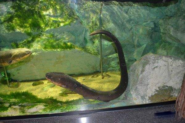 ����Ϊʲô��ŵ��ܵ������� �����ŵ���߿ɴ���ٷ�