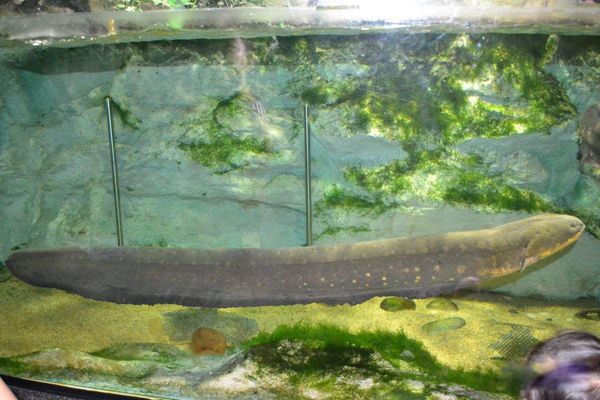 ����Ϊʲô��ŵ��ܵ������� �����ŵ���߿ɴ���ٷ�