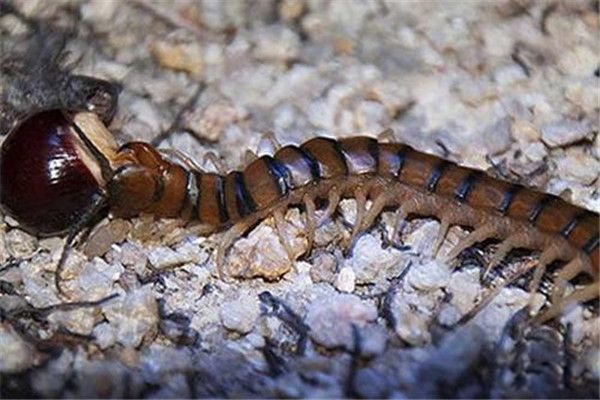 ������������ж೤ ҹ�еĲ�ʳ�������������Ķ���