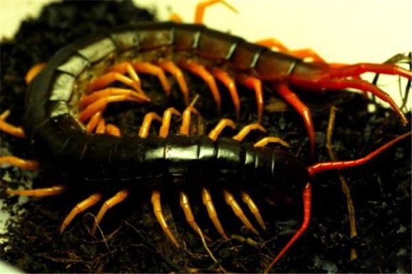 ������������ж೤ ҹ�еĲ�ʳ�������������Ķ���