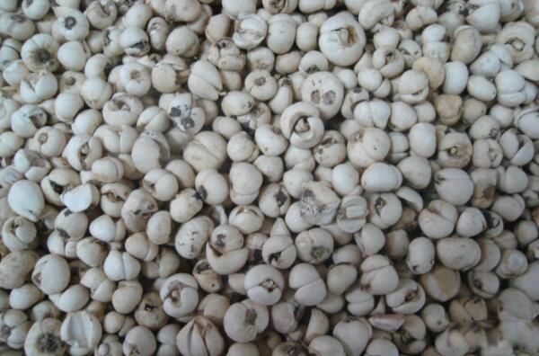 �����۵������빦Ч�Լ����� ���ִ����۵ĳԷ���������