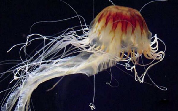 ����ˮĸ��ʲôˮĸͼƬ ��������������ˮĸ�ж೤���