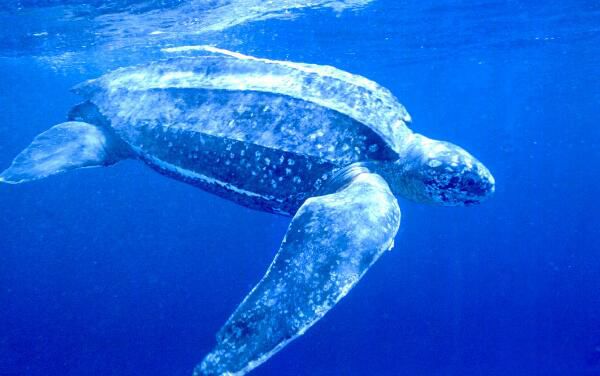 ����ˮĸ��ʲôˮĸͼƬ ��������������ˮĸ�ж೤���