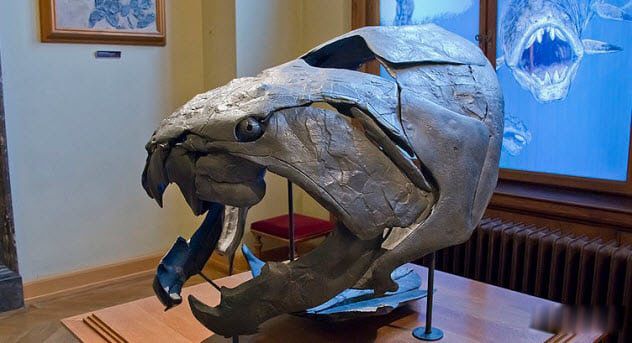 �����㳤ʲô������Ĵ����� ��������ж����