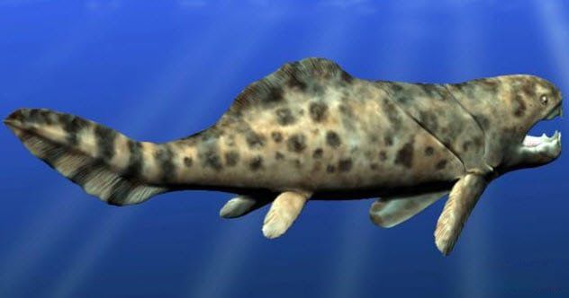 �����㳤ʲô������Ĵ����� ��������ж����