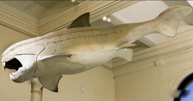 �����㳤ʲô������Ĵ����� ��������ж����