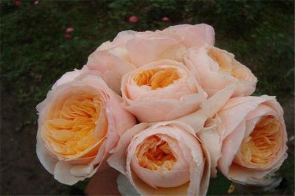 ����Ҷõ�廨����Ǯһ֧ ����������õ�廨����ͨõ�廨������