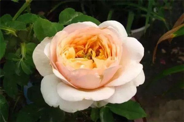 ����Ҷõ�廨����Ǯһ֧ ����������õ�廨����ͨõ�廨������