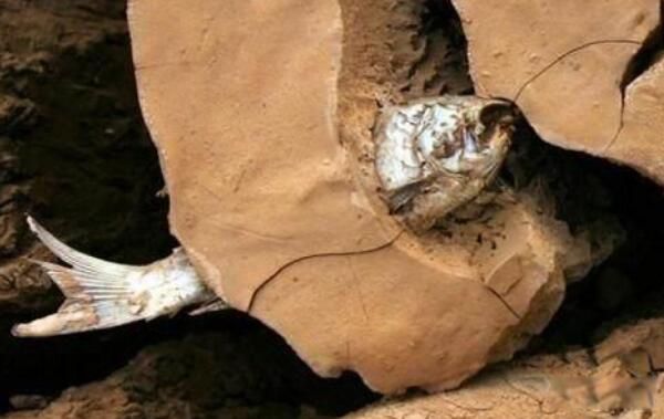 做一条忍着不死的杜兹肺鱼 非洲杜兹肺鱼卡土里活4年是真的吗