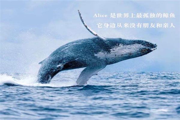 ��������¶��ľ����ʲô���� ����alice�Ĺ���