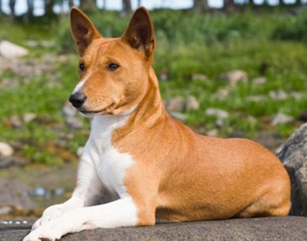 ��ɵ�Ĺ���Ʒ����ʲô�� ��������ɵ�Ĺ�����