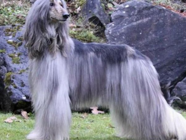 ��ɵ�Ĺ���Ʒ����ʲô�� ��������ɵ�Ĺ�����