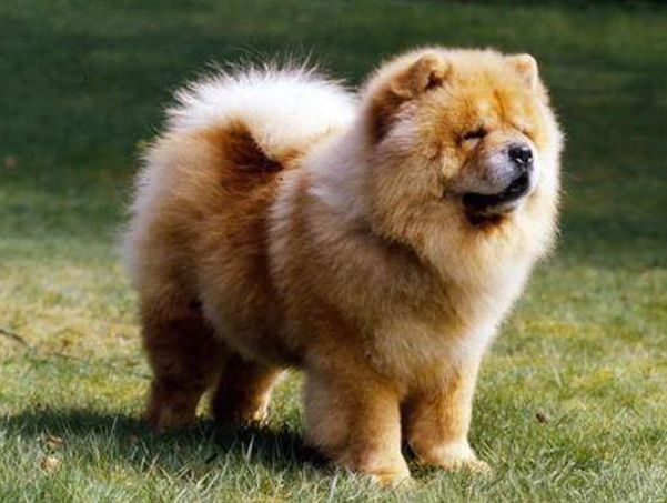 ��ɵ�Ĺ���Ʒ����ʲô�� ��������ɵ�Ĺ�����