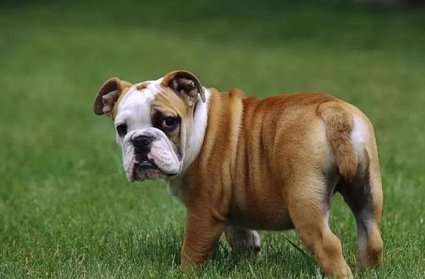 ��ɵ�Ĺ���Ʒ����ʲô�� ��������ɵ�Ĺ�����