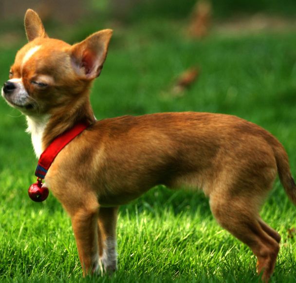 ��ɵ�Ĺ���Ʒ����ʲô�� ��������ɵ�Ĺ�����