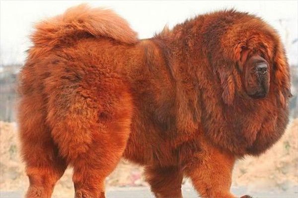 һֻ���ֺ����۸����Ǯһֻ �������ʲôȮ��