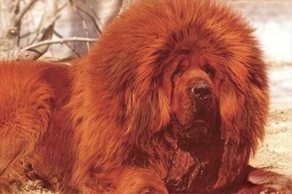 һֻ���ֺ����۸����Ǯһֻ �������ʲôȮ��