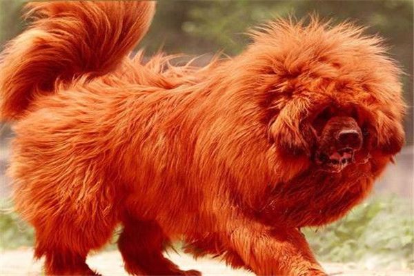 һֻ���ֺ����۸����Ǯһֻ �������ʲôȮ��