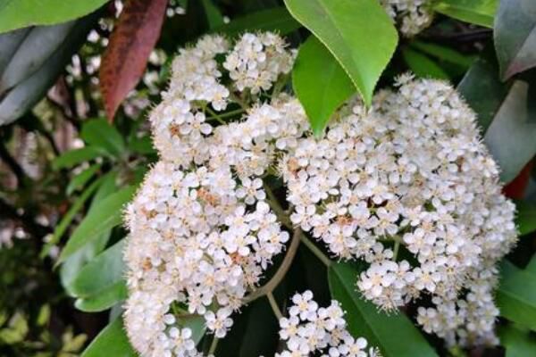 ʯ骻����Ĵ�ѧ ʯ骻�ΪʲôҪ����ѧУ