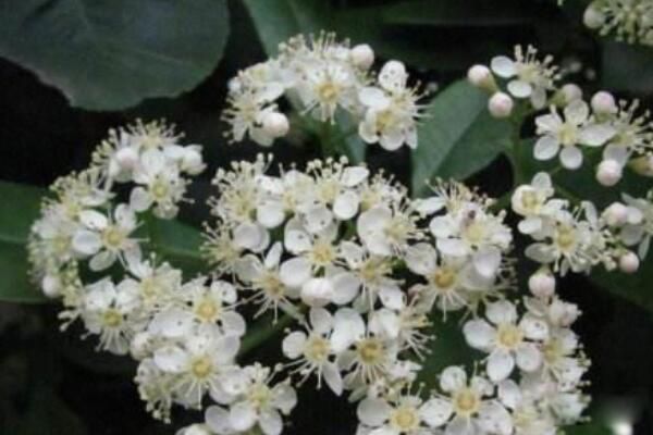 石楠花最多的大学 石楠花为什么要种在学校