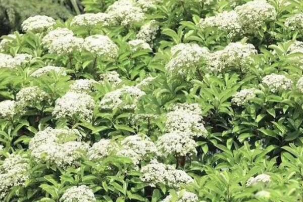 石楠花最多的大学 石楠花为什么要种在学校