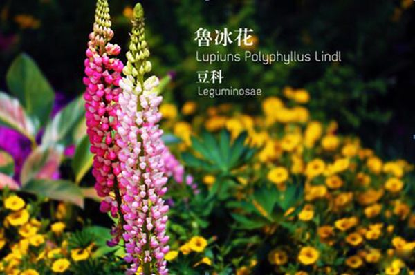 ³�������ϸ˼���� ³������ʵ���˼��ʲô��˼������Ĺ���