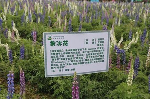 ³�������ϸ˼���� ³������ʵ���˼��ʲô��˼������Ĺ���